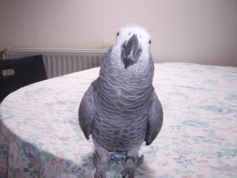 100_0533_ana