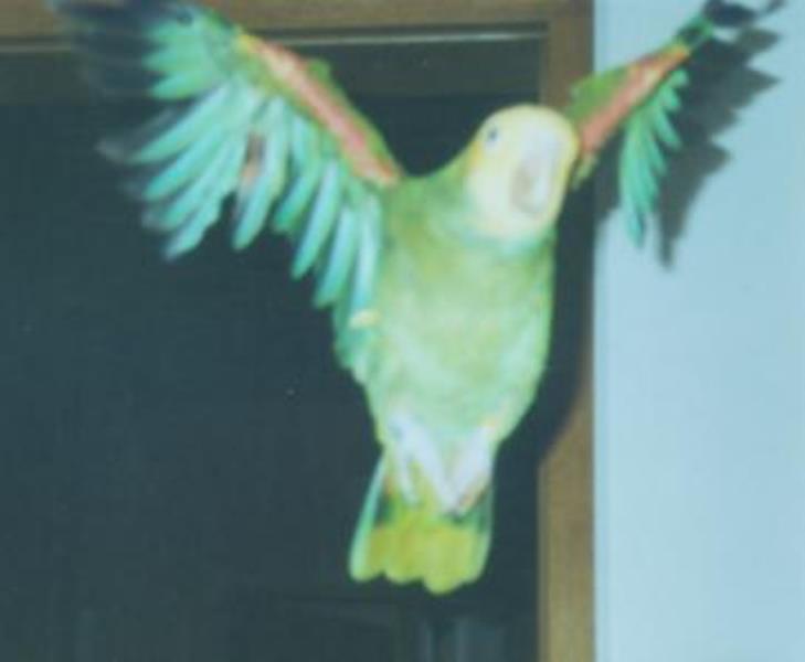 1caruso fliegt001_ana