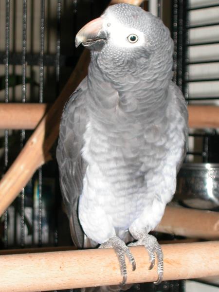 2006-06-02f-Marco_ana