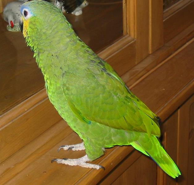 ANA Coco 4_ana