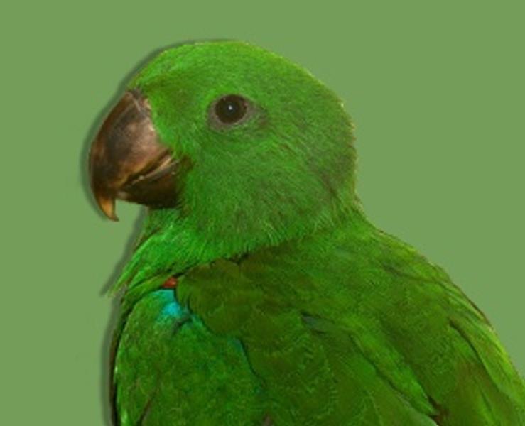 baby_edel_Thiely_ana