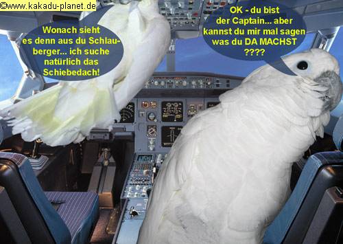 die-ganzen-knoepfe2_KP