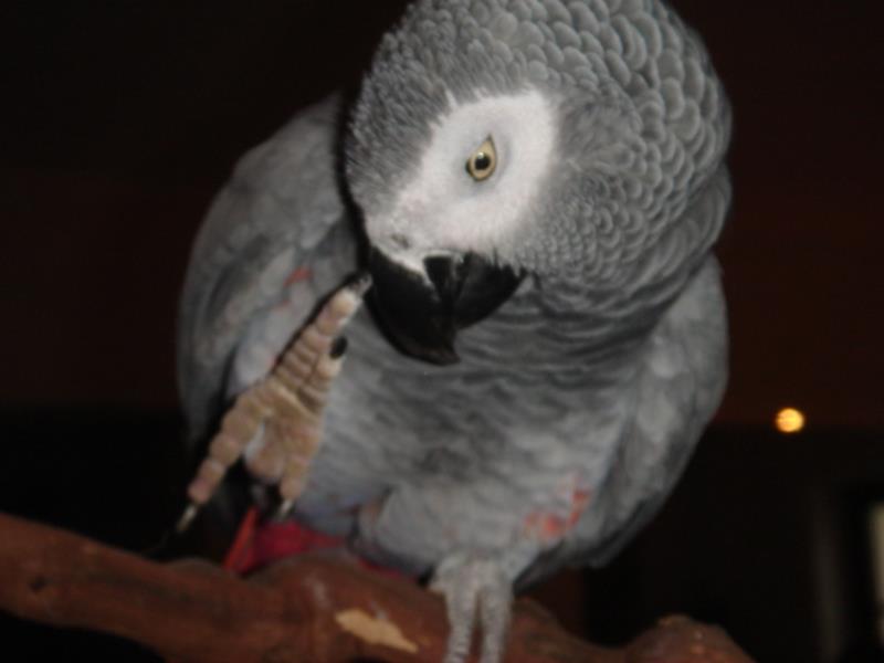 DSC00805_ana