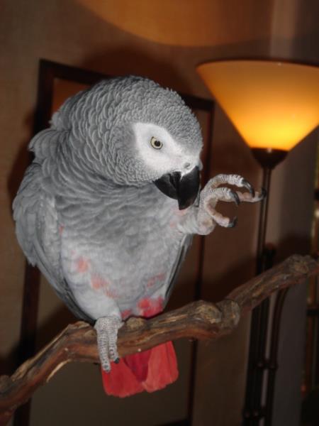 DSC00814_ana