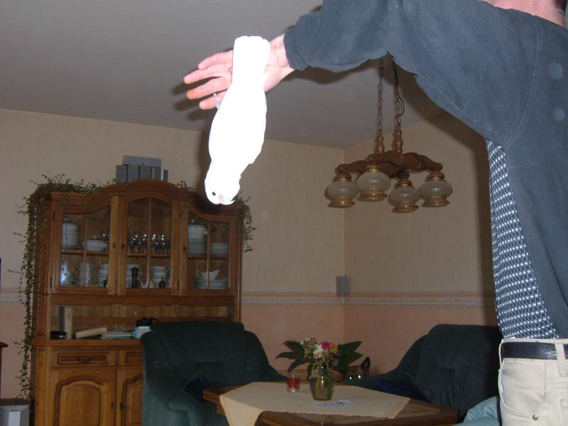 Goofy und Kimba 018_ana