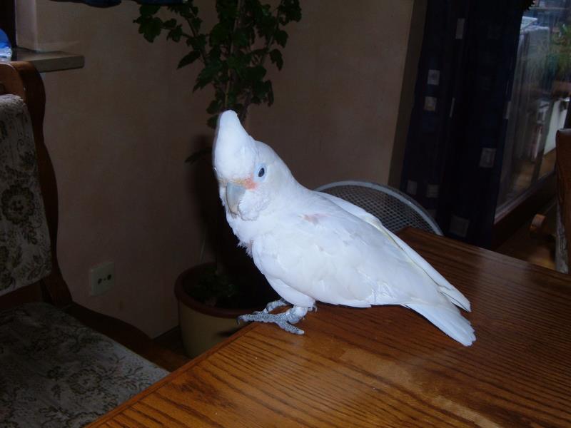 Goofy und Kimba 019_ana