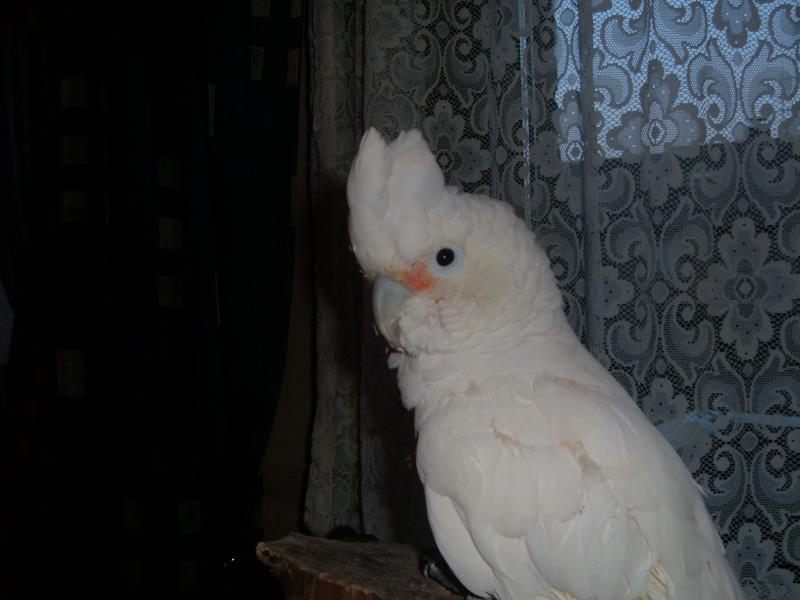 Goofy und Kimba 103_ana