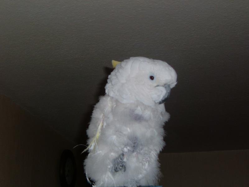 Goofy und Kimba 110_ana