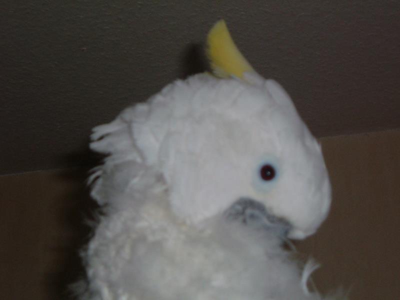 Lena abschlu� GGS Goofy und Kimba 060_ana