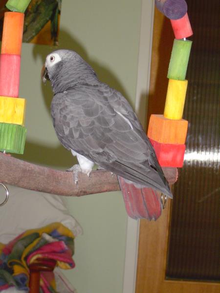 merlin seil u ente 06 011_ana