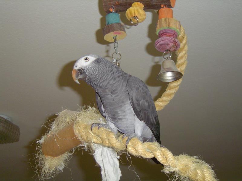 merlin seil u ente 06 017_ana