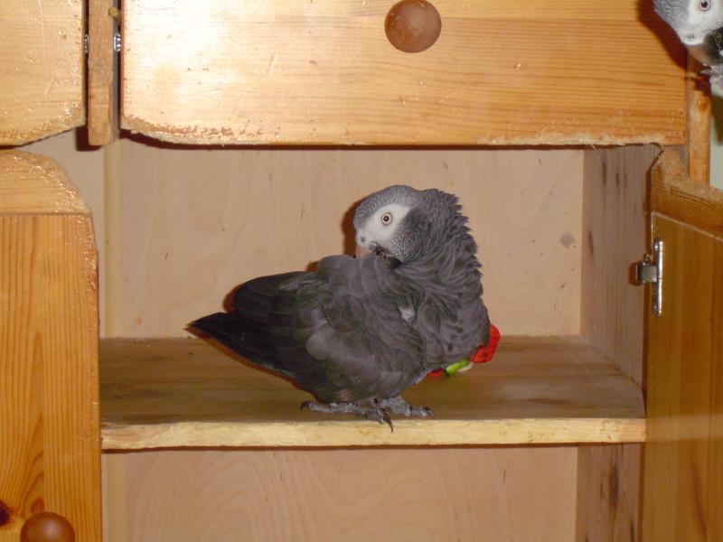 merlin seil u ente 06 027_ana