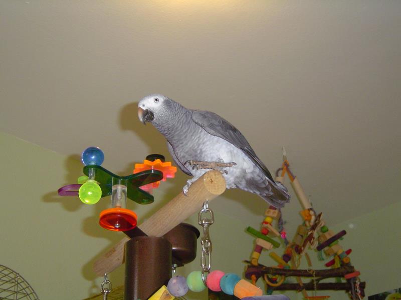 merlin seil u ente 06 029_ana