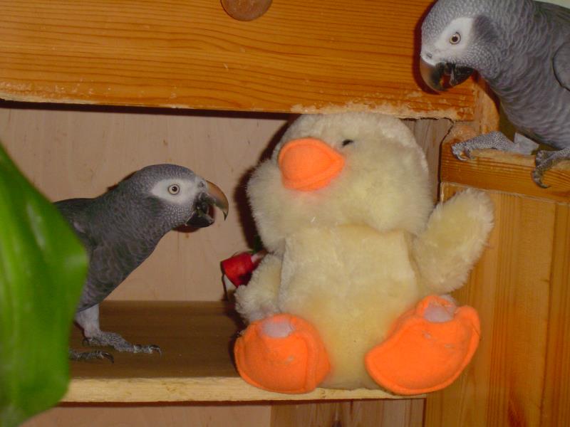 merlin seil u ente 06 046_ana