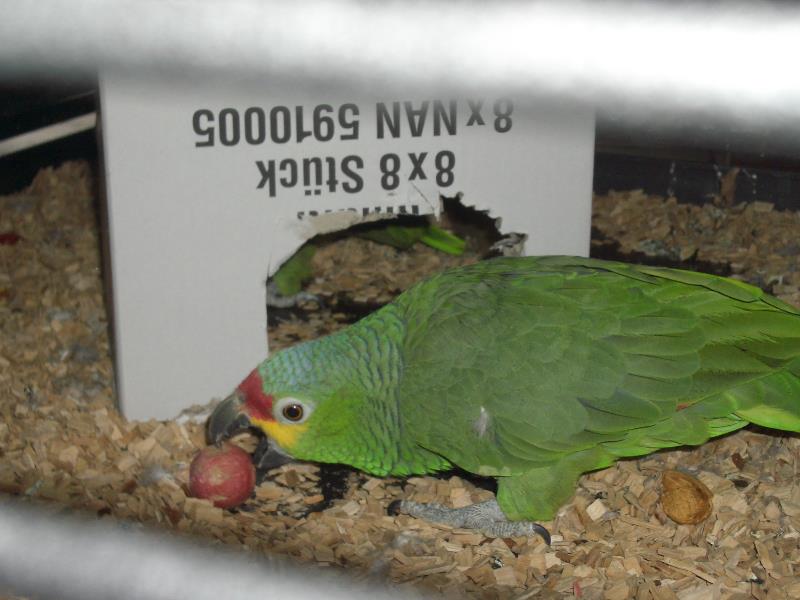 Gina2_ana