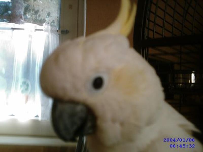 sancho 004_ana