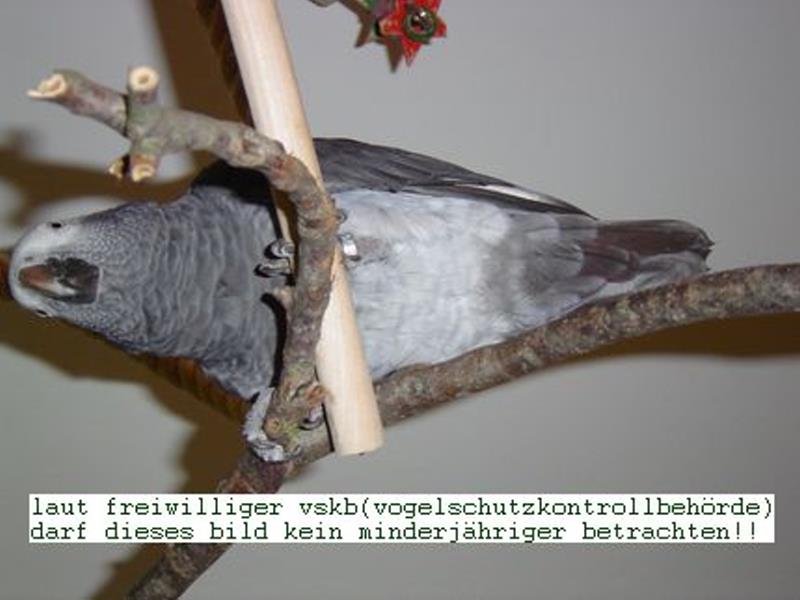 woody unten1_ana